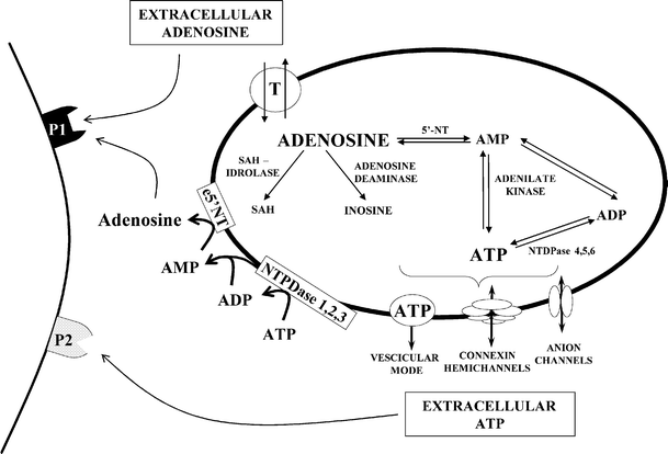 Adenosine