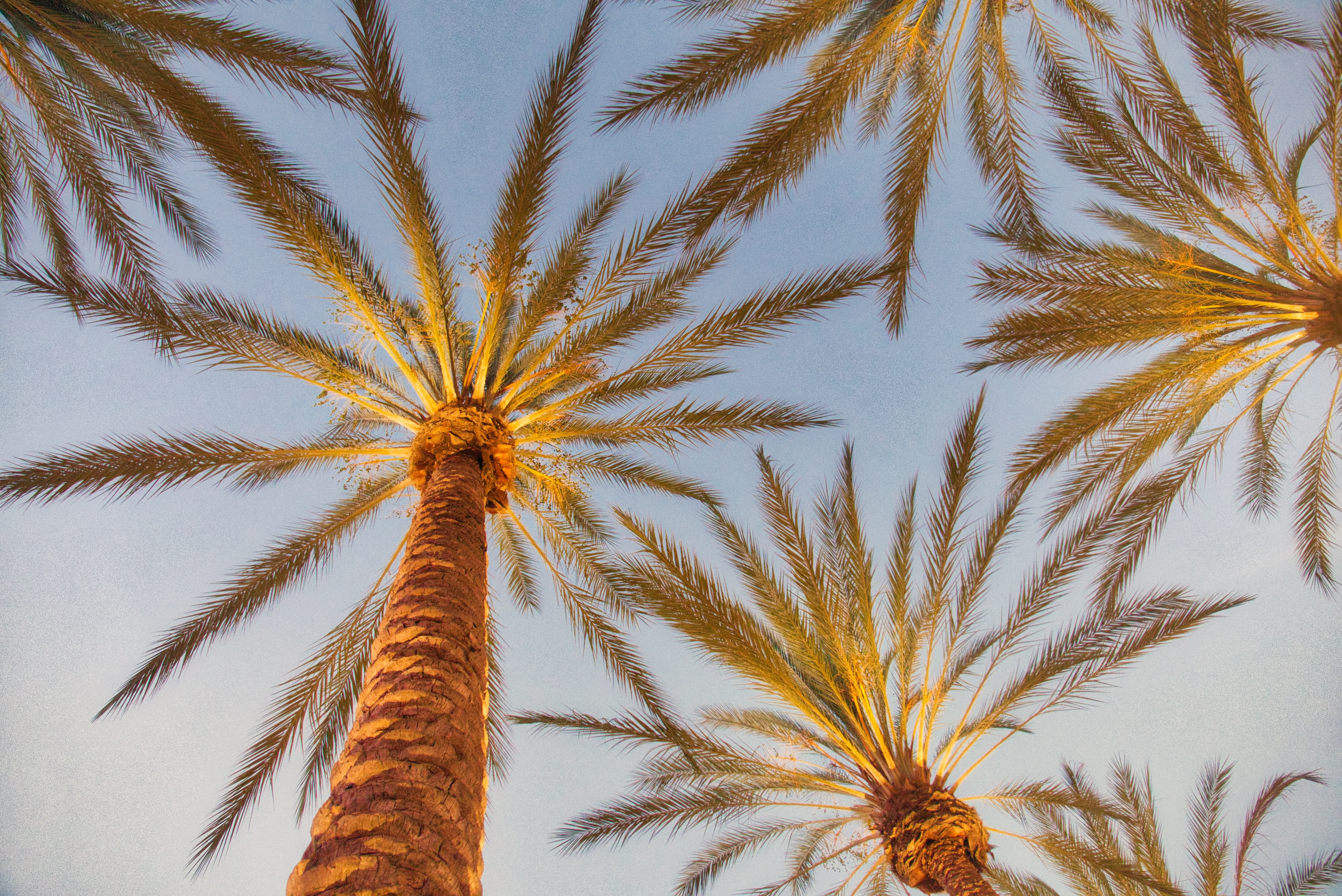 Palm trees