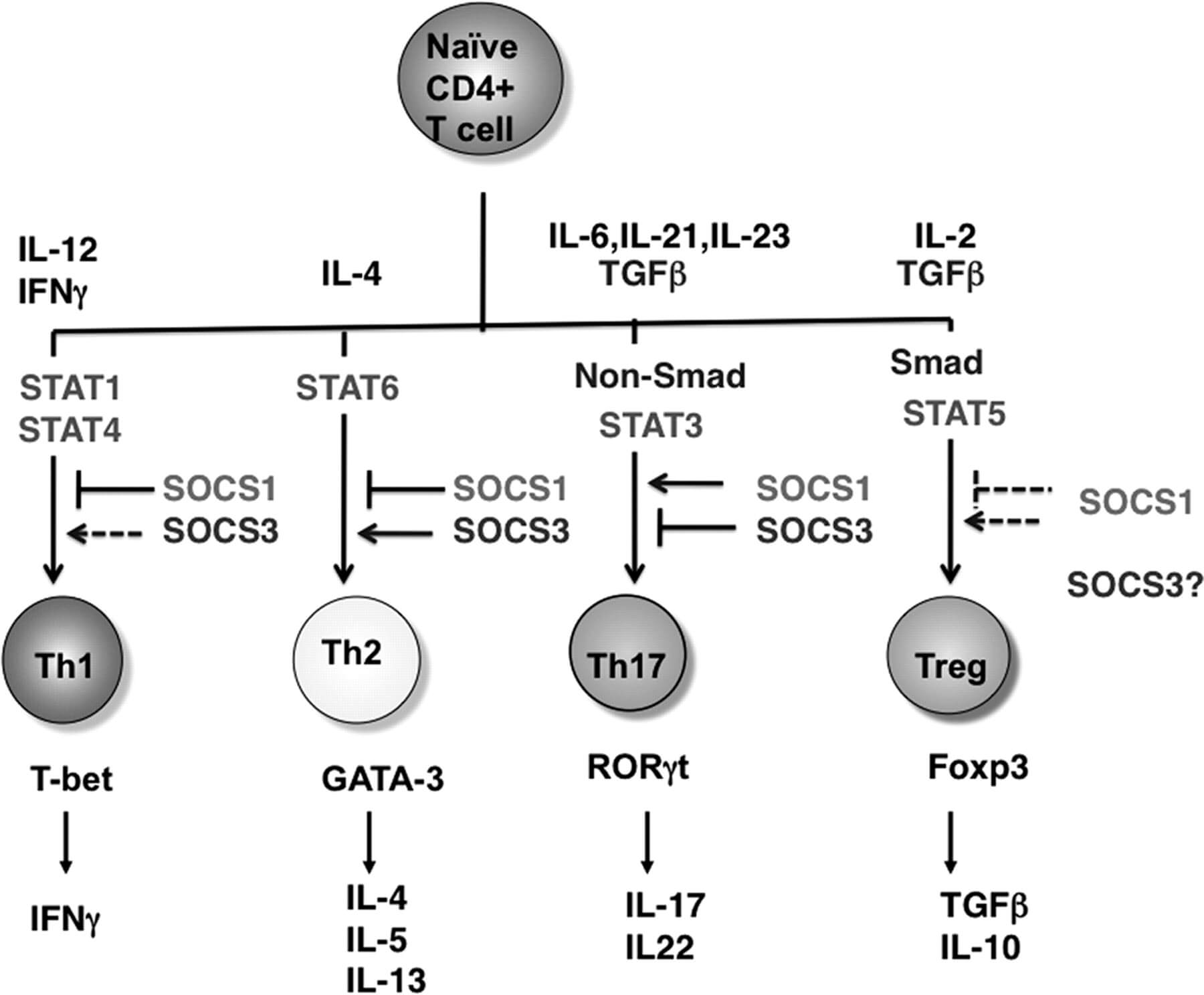 SOCS3