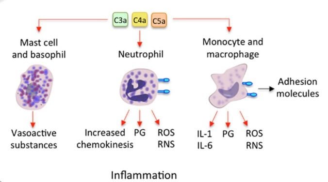 Inflammation Levels Chart