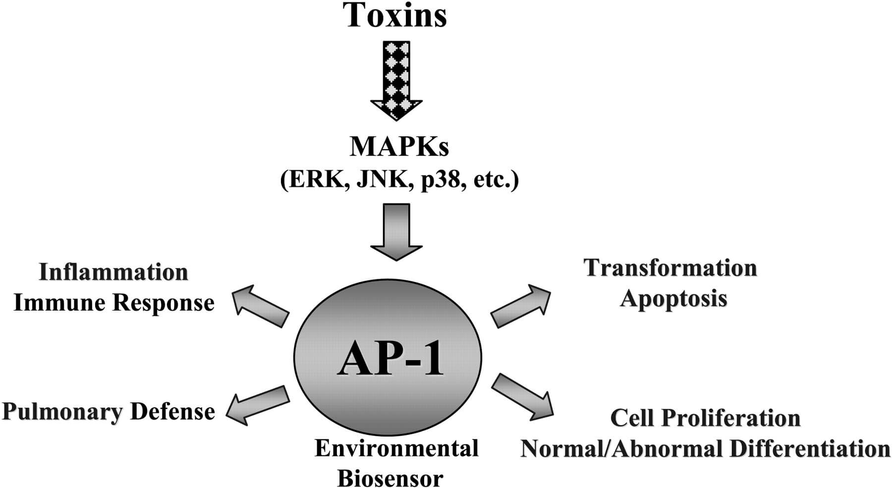 Health Effects of AP-1