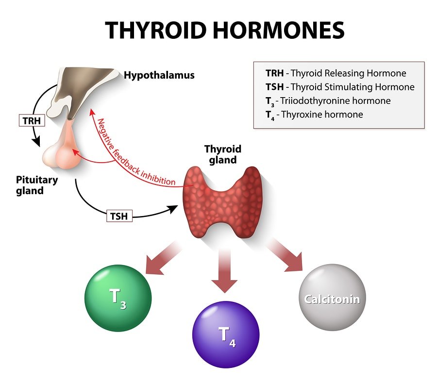 Thyroid